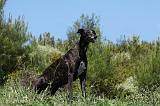 GREYHOUND 148